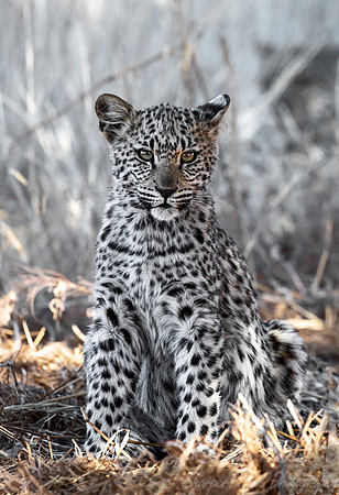 209 Leopard cub (Panthera pardus) - Kgalagadi Transfrontier Park SA