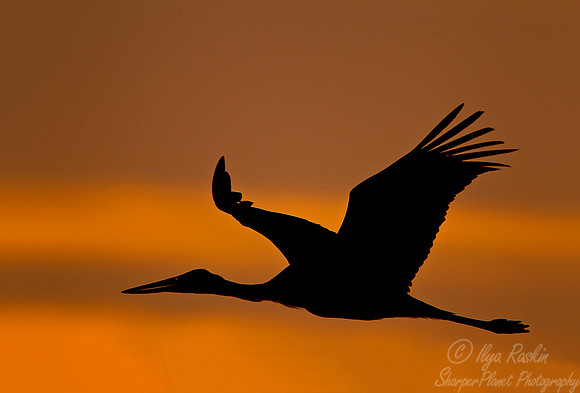 170 Wood Stork (Mycteria americana) - Ibera Wetlands Argentina