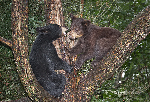 003_American Black Bears (Ursus americanus)_MN