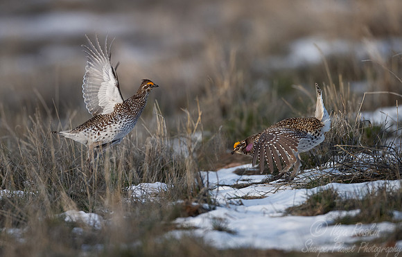 077 Sharp-tailed grouse (Tympanuchus phasianellus) - CO