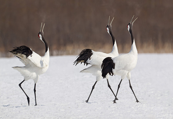 055 Red-crowned Cranes (Grus japonensis) - Hokkaido Japan