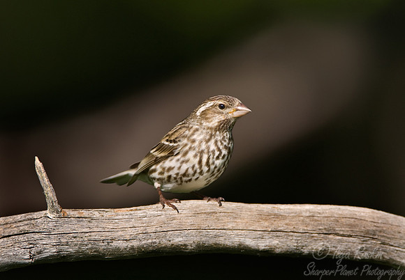 068 Rose-breasted Crosbeak female - MI