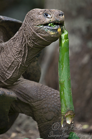050 Galapagos giant tortoise (Chelonoidis nigra) - Galapagos Ecuador