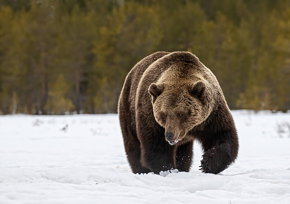 393 Eurasian brown bear (Ursus arctos arctos) - Finland (2)