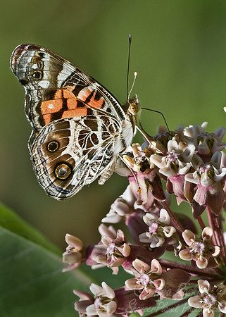 003_American Lady Butterfly_PA