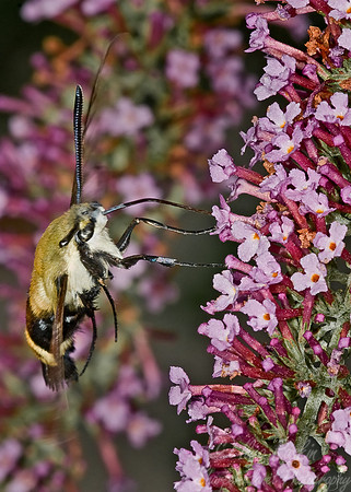 019_Snowberry Clearwing_PA