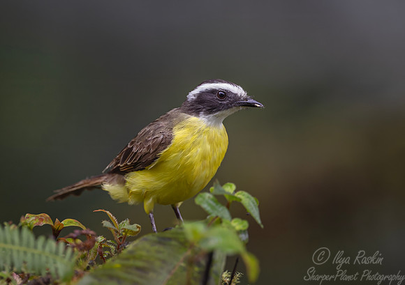 731 Buff-throated saltator (Saltator maximus) - Ecuador