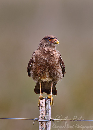 109 Chimango Caracara (Milvago chimango) - Ibera Wetlands Argentina