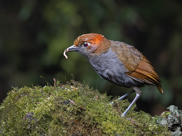 750 Chestnut-naped antpitta (Grallaria nuchalis) - Ecuador