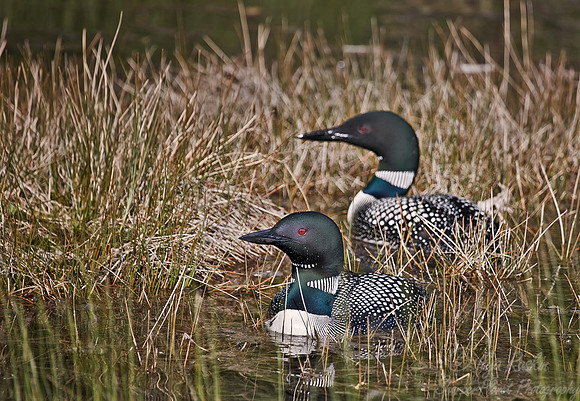 050 Common Loon - MI
