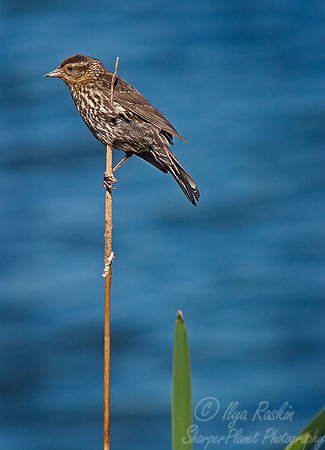 054 Red-winged Blackbird female - PA