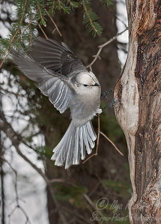 014 Gray Jay (Perisoreus canadensis) - Yellowstone