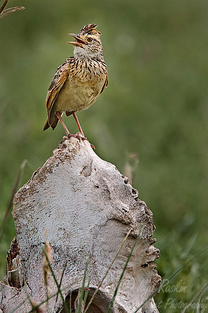 033Red-winged Lark - Tanzania