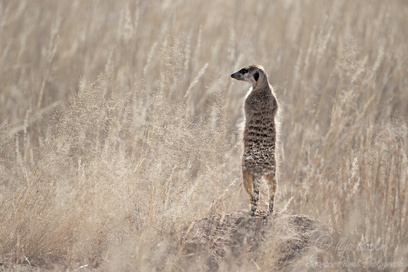 202 Meerkat (Suricata suricatta) - Kagalagadi Transfrontier Park SA