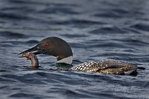 037 Common Loon - MI