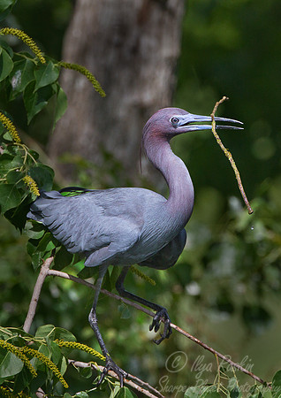 121 Little Blue Heron (Egretta caerulea) - LA