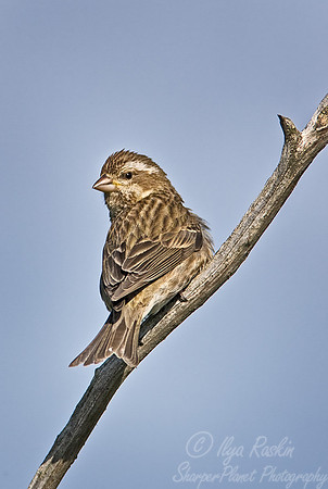 071 Pine Siskin female - MI