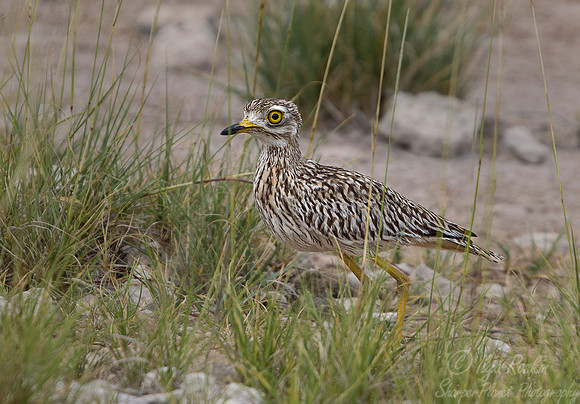121 Spotted Thick-knee (Burhinus capensis) - Etosha Namibia