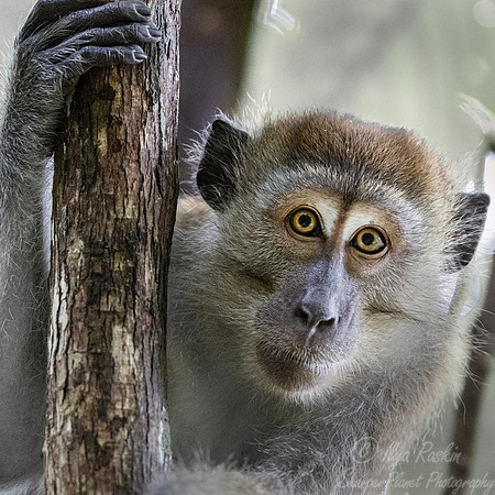 234 Crab-eating or long-tailed macaque (Macaca fascicularis) - Sumatra Indonesia