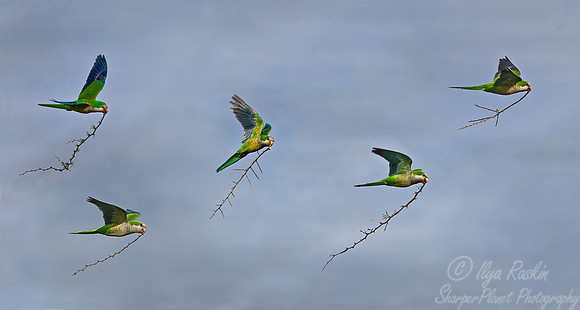 072 Grey-hooded Parakeet (Psilopsiagon aymara) - Ibera Wetlands Argentina