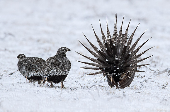 052 Greater sage-grouse (Centrocercus urophasianus) - CO