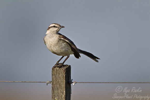 109 Chalk-browed Mockingbird (Mimus saturninus) - Ibera Wetlands Argentina