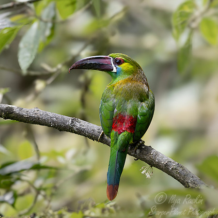 759 Crimson-rumped toucanet (Aulacorhynchus haematopygus) - Ecuador