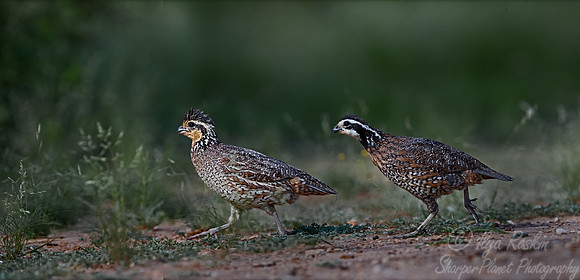 021 Northern bobwhite quails (Colinus virginianus) - TX
