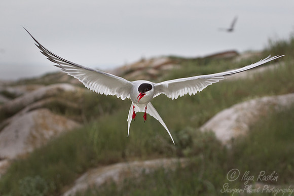 108 Arctic Tern (Sterna paradisaea) - ME