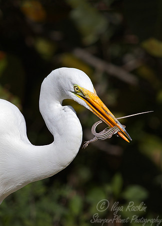 174 Great Egrets (Ardea alba) - FL