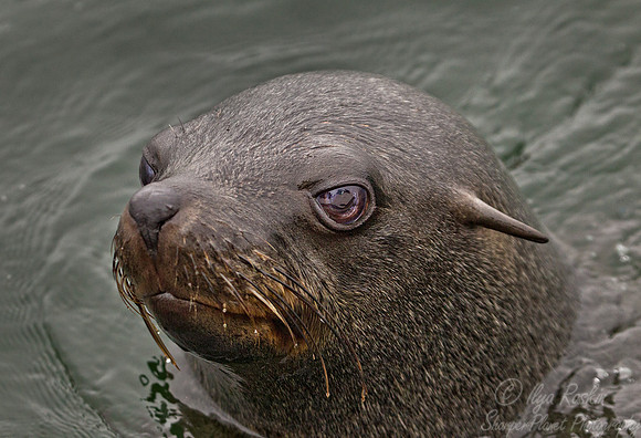 047 Brown Fur Seal (Arctocephalus pusillus) - Namibia