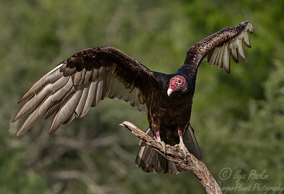 375 Turkey vulture (Cathartes aura) - TX