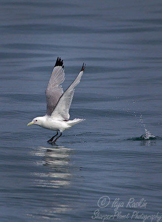 091 Black-legged Kittiwake (Rissa tridactyla) - AK