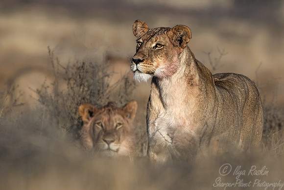 170 Lions (Panthera leo) - Kgalagadi Transfrontier Park SA