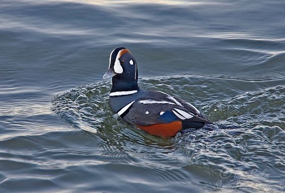 047 Harlequin Duck - NJ
