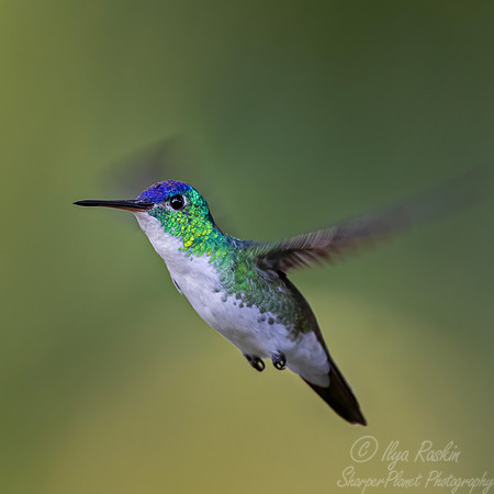 467 Andean emerald (Uranomitra franciae) - Colombia cloud forest