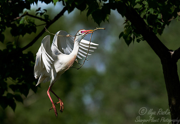 193 Cattle Egret (Bubulcus ibis) - LA