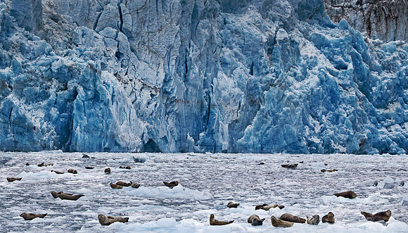 060 Harbor Seals (Phoca vitulina) AK