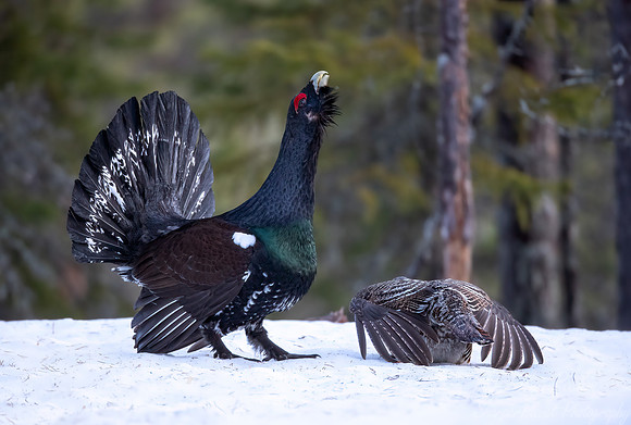 070 Capercaillie (Tetrao urogallus) - Finland