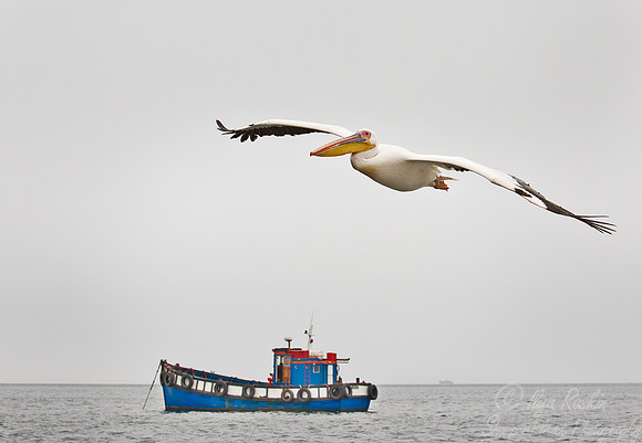 085 Great White Pelican (Pelecanus onocrotalus) - Namibia