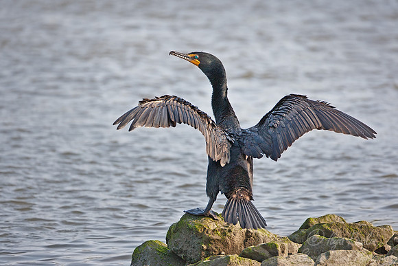 007 Double-crested Cormorant (Phalacrocorax auritus) - NJ