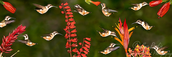 044 Purple-throated Woodstar - Ecuador