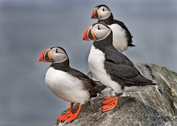 012 Atlantic Puffins - Canada