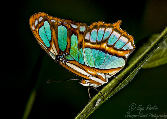 008_Malachite Butterfly_Ecuador