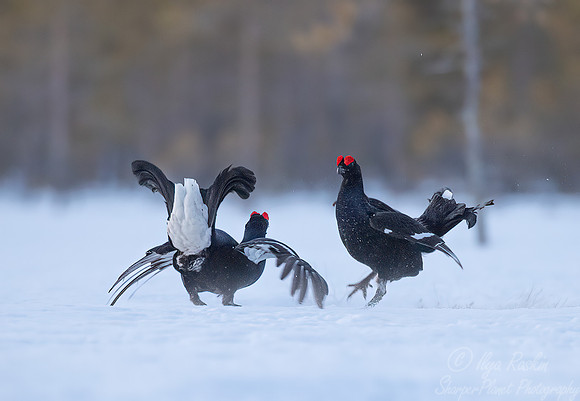 063 Black grouse (Lyrurus tetrix) - Finland