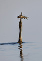 165 African darter (Anhinga rufa) - Botswana