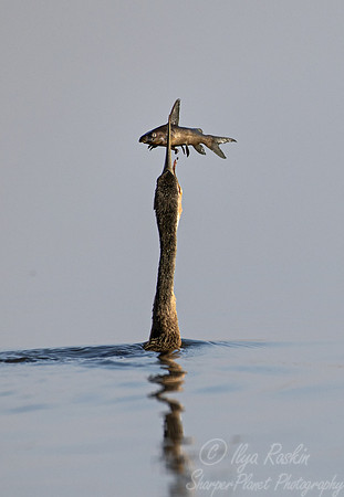 165 African darter (Anhinga rufa) - Botswana