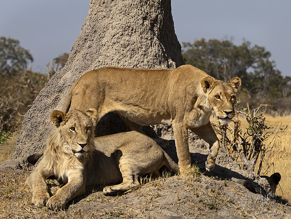 220 Lions (Panthera leo) - Botswana