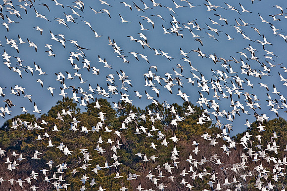 009 Snow Geese  (Chen caerulescens)  Blackwater NWR - MD