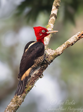 434 Robust woodpecker (Campephilus robustus) Brazil Atlantic forest